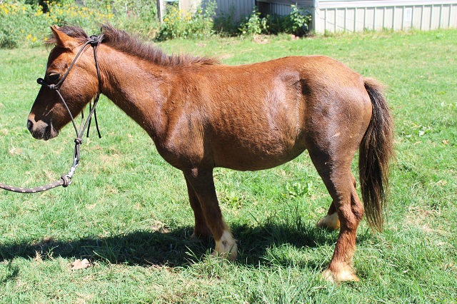 Pocket Pony